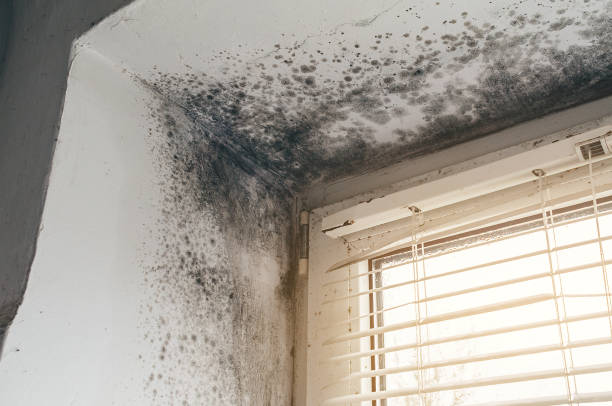 Affordable Basement Mold Removal solutions in York Springs, PA