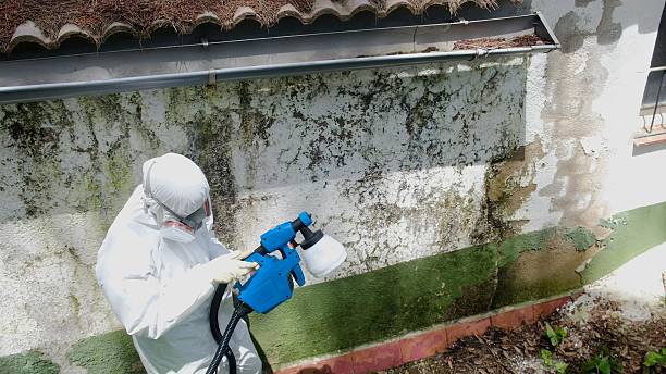 Top rated local Basement Mold Removal specialists in York Springs, PA